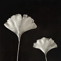 Ginkgo Leaf Shadow Box