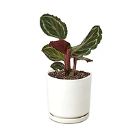 House Plant Shop Calathea Medallion Plant