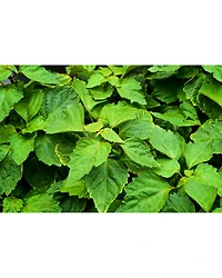 Lalibela Eau de Parfum 2.5 oz.