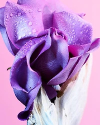 Allegra Ma'Magnifica Eau de Parfum 3.4 oz.