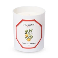 Yuzu Scented Candle, 6.5 oz.