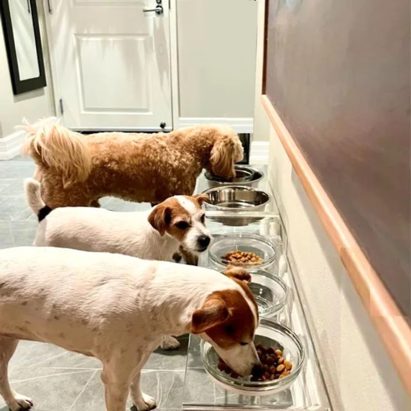 Small Clear Double Glass Bowl Pet Feeder, 1 Quart Bowls