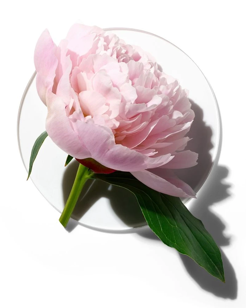 My Happy Peony Picnic Eau de Parfum 0.5 oz.
