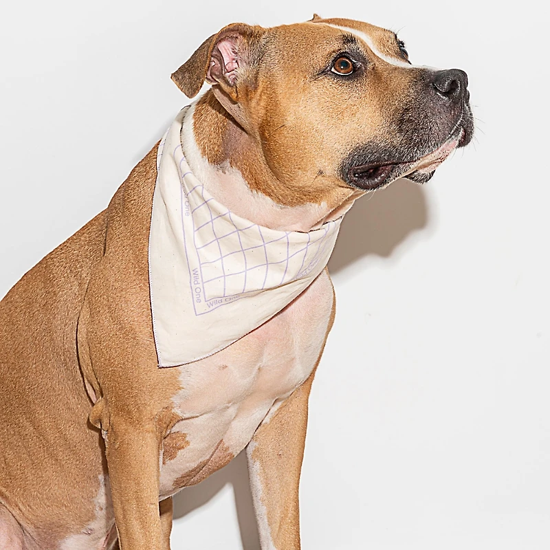 Wild One Printed Cotton Pet Bandana
