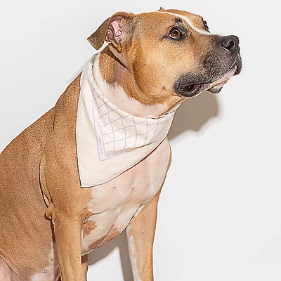 Wild One Printed Cotton Pet Bandana
