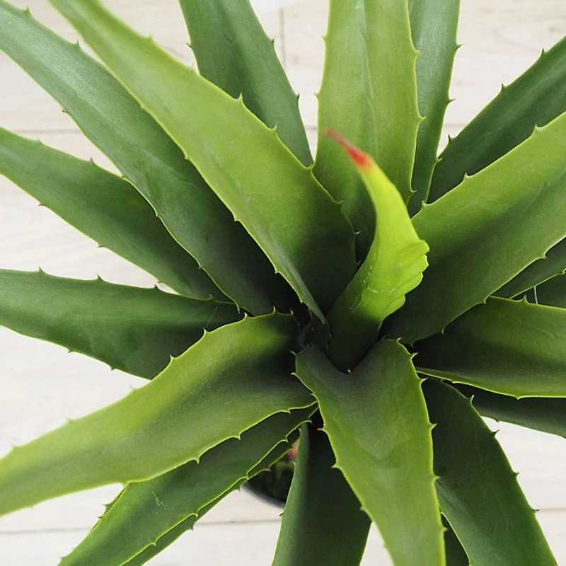 Green Agave Faux Plant Arrangement
