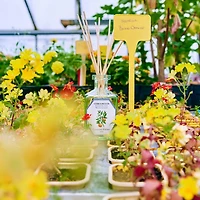 Orange Blossom Reed Diffuser, 6.8 oz.