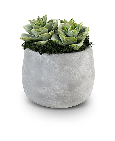 Sandy Ceramic Succulent Arrangement