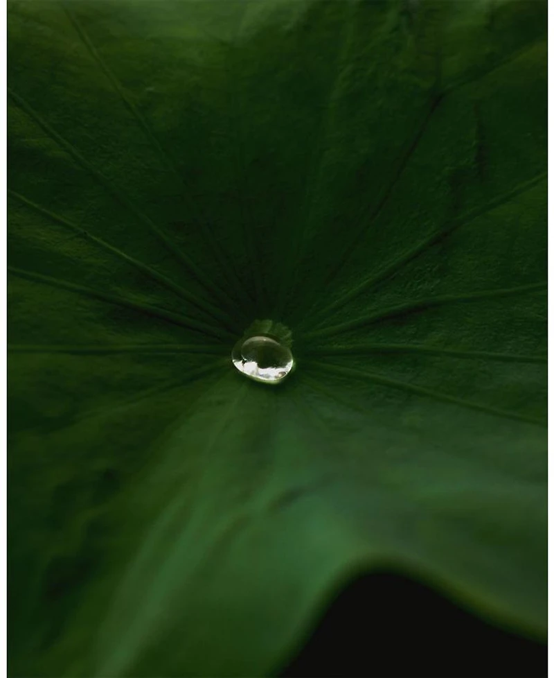 Lotus Gentle Purifying PHA Facial Mist