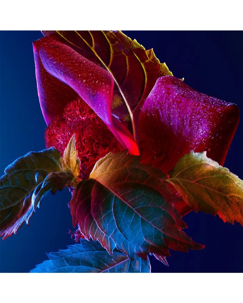 I AM DAY Parfum Miniatures Gift Set