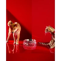 Louxar Red Allure Pet Collar