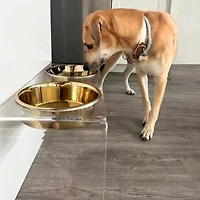 Large Clear Double Bowl Pet Feeder, 2 Quart Bowls
