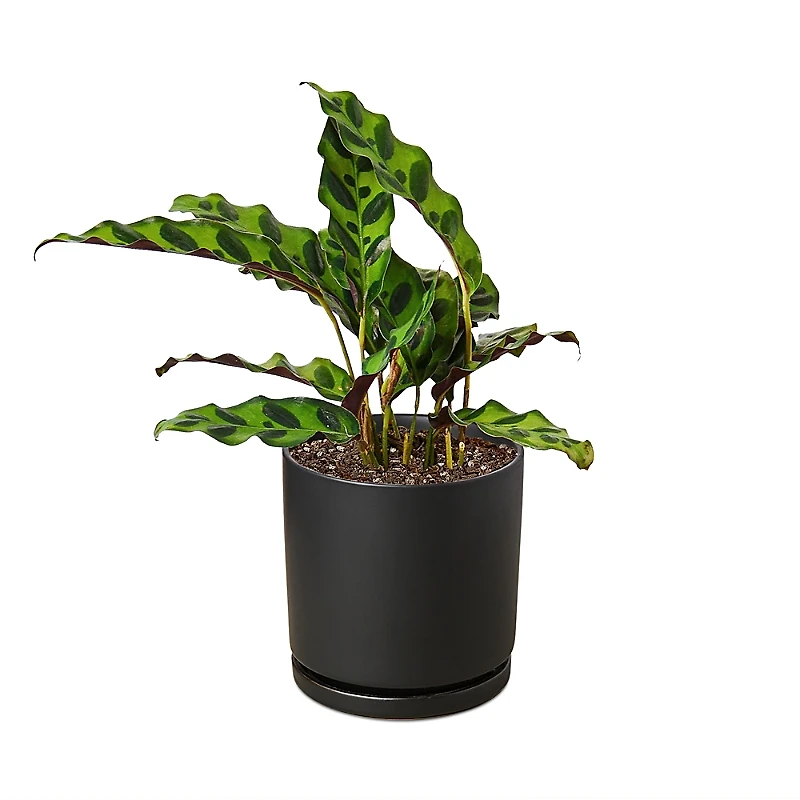 House Plant Shop Calathea Plant