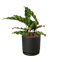 House Plant Shop Calathea Plant