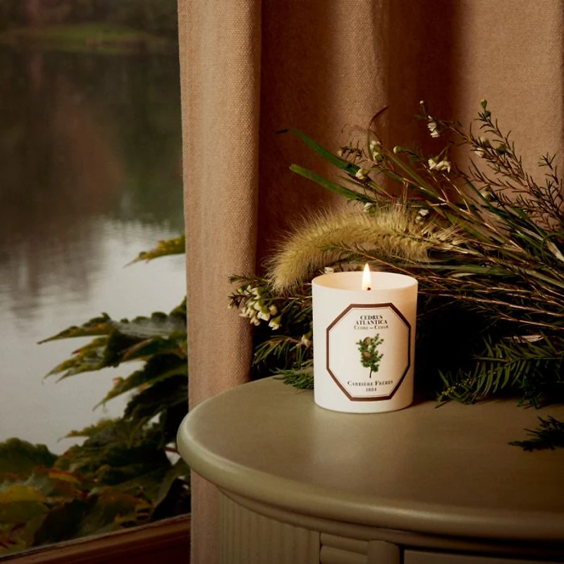 Cedar Scented Candle, 6.5 oz.