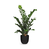 Zamioculcas Faux Plant Arrangement