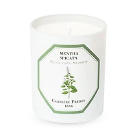 Spearmint Scented Candle, 6.5 oz.