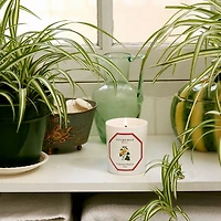 Melon Scented Candle, 6.5 oz.