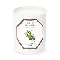 Cedar Scented Candle, 6.5 oz.