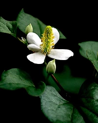 Volumizing Cream Supreme 1.7 oz.