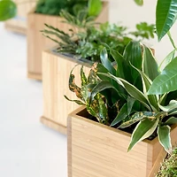 Tropical Desktop Bamboo Garden