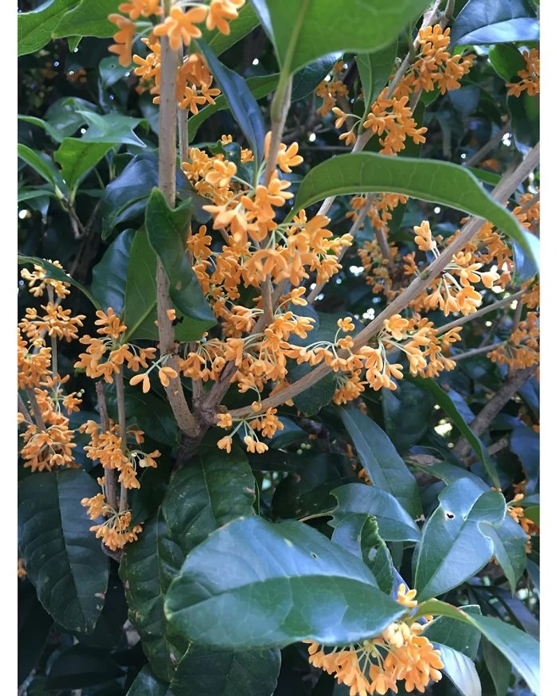 Inlé Eau de Parfum 2.5 oz.