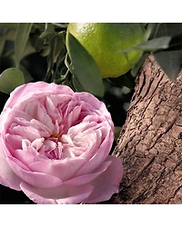 Rose Naturelle Intense Eau de Parfum 3.3 oz.