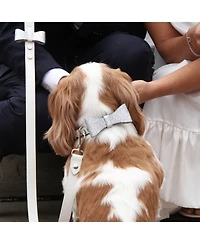 David Collar & Michael Dog Bow Tie for Weddings