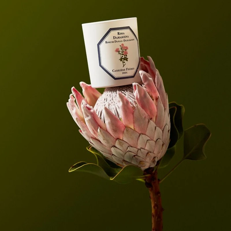 Damask Rose Scented Candle, 6.5 oz.