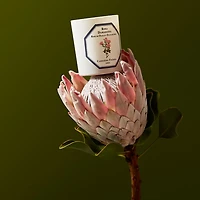 Damask Rose Scented Candle, 6.5 oz.