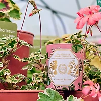 Geranium Scented Candle, 6.5 oz.