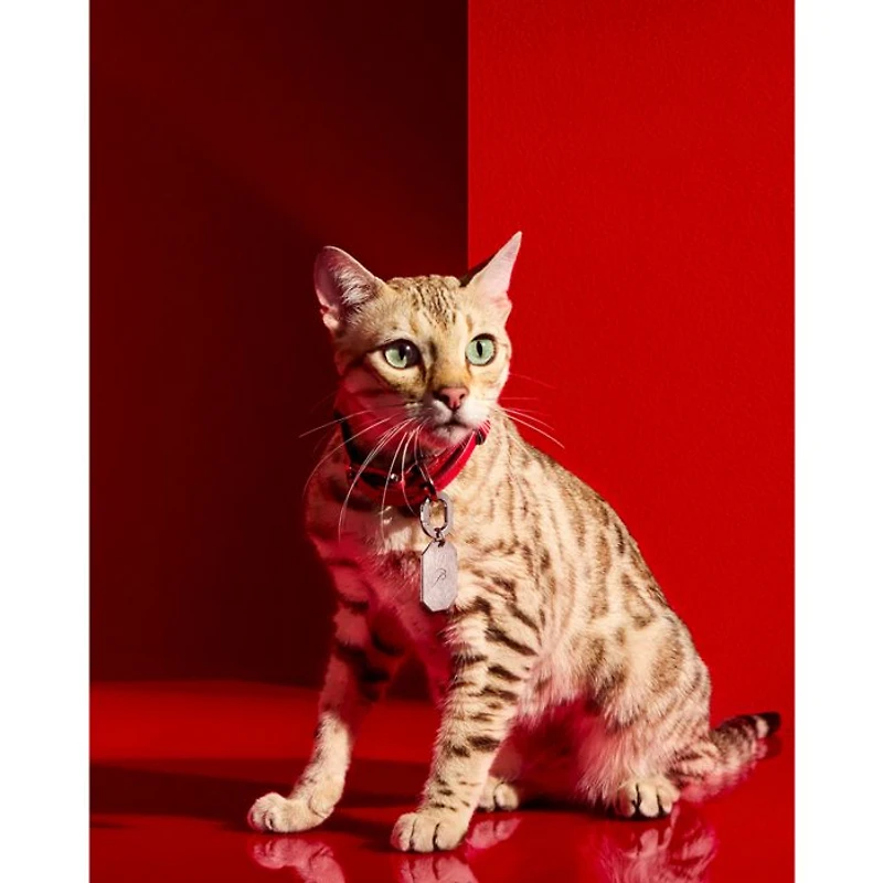 Louxar Red Allure Pet Collar