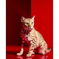 Louxar Red Allure Pet Collar