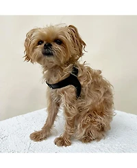 Black Leather Adjustable Dog Harness