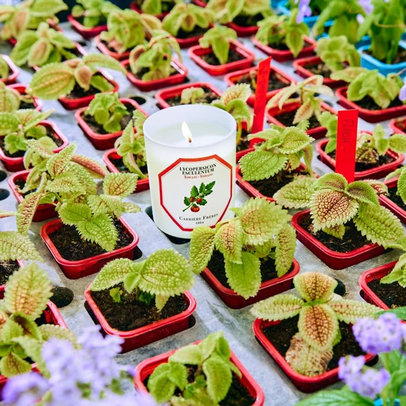 Tomato Candle, 6.5 oz.