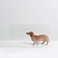 Low Clear Pet Gate Panel