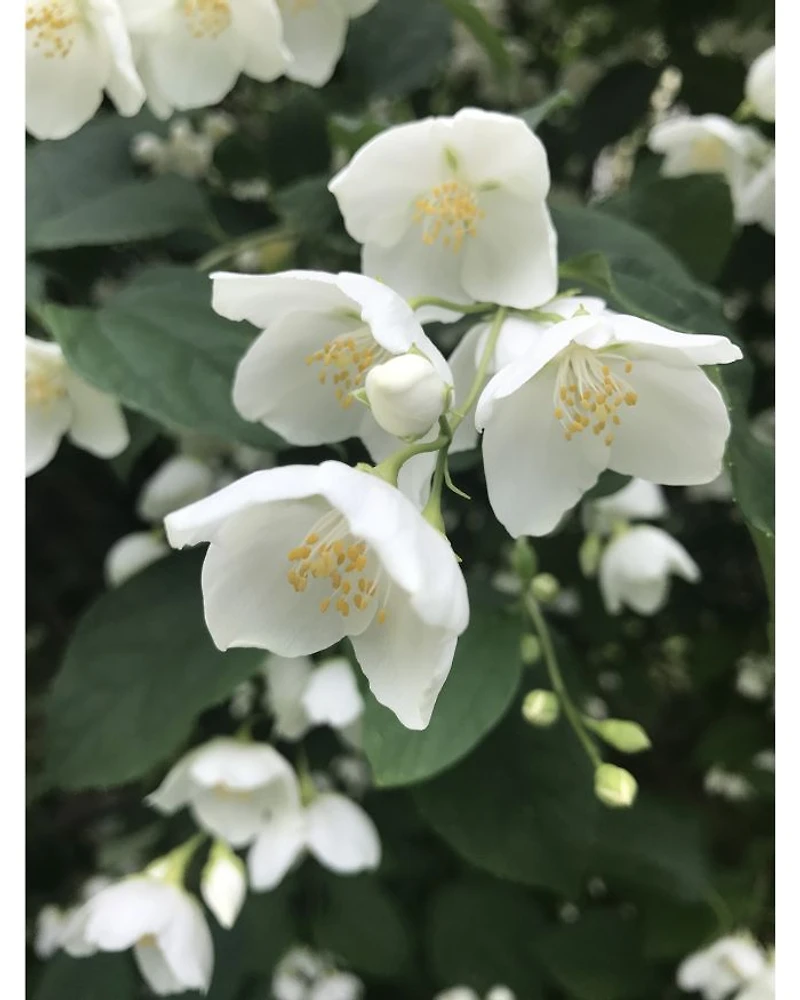 Inlé Eau de Parfum 2.5 oz.