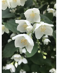 Inlé Eau de Parfum 2.5 oz.