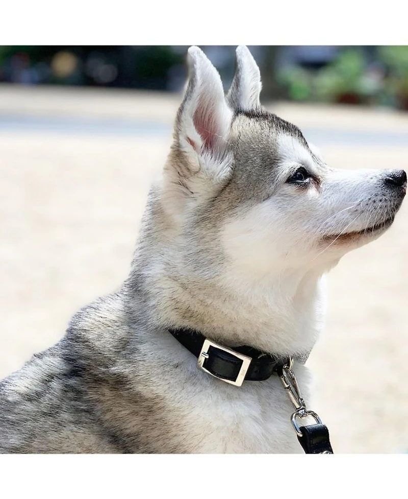 Medium Leather Adjustable & Water Resistant Dog Collar