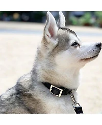 Medium Leather Adjustable & Water Resistant Dog Collar