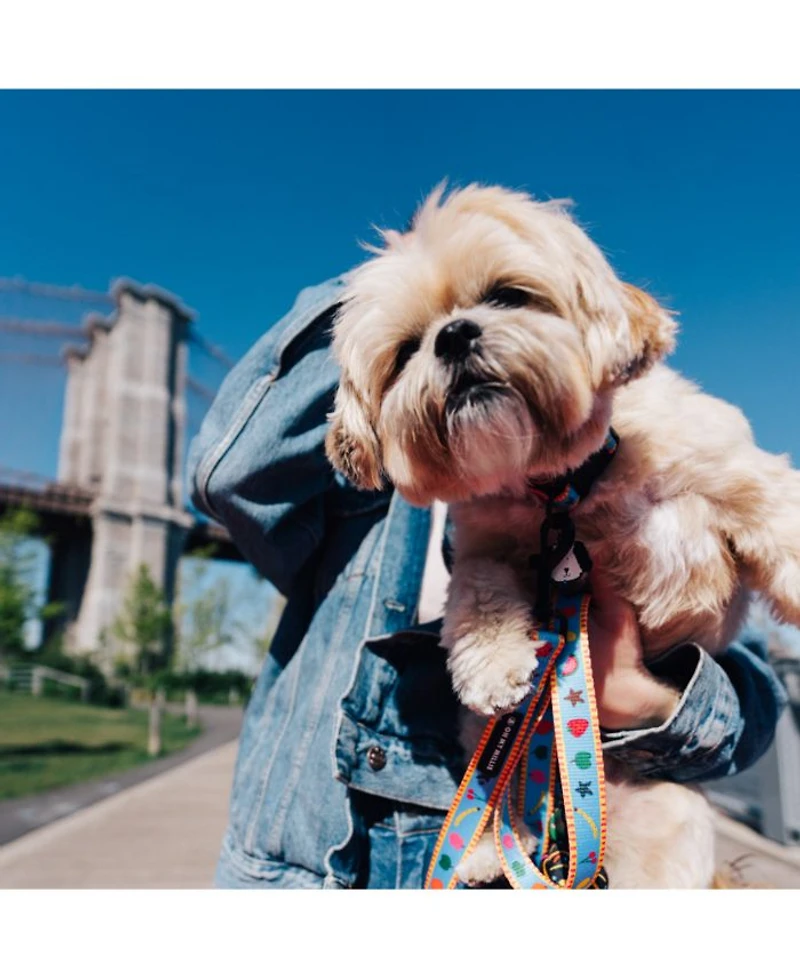 Dancing Fruits Dog Collar