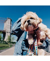 Dancing Fruits Dog Collar