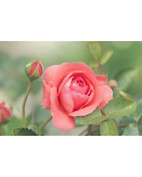 Lalibela Eau de Parfum 2.5 oz.