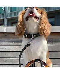 Medium Leather Adjustable & Water Resistant Dog Collar