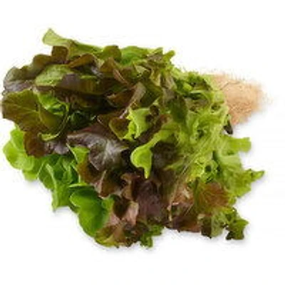 Inspired Greens - Multileaf Trio Living Lettuce, 1 Each