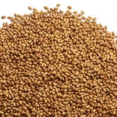 Moth - Lentils, 1 Pound
