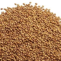 Moth - Lentils, 1 Pound