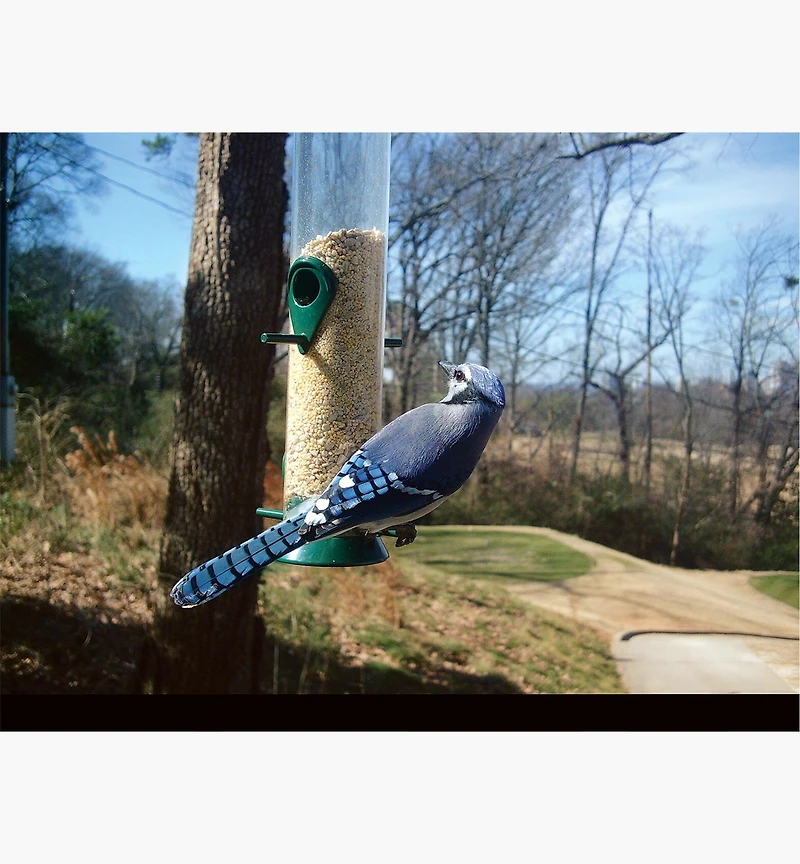 Appareil photo BirdCam