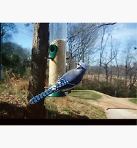 Appareil photo BirdCam