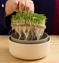 Microgreen Seed Sprouter